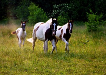 Konie ze stadniny w Fijałkowie