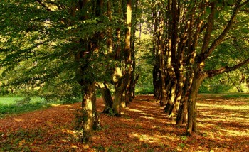 Wieś Leszno - aleja parkowa